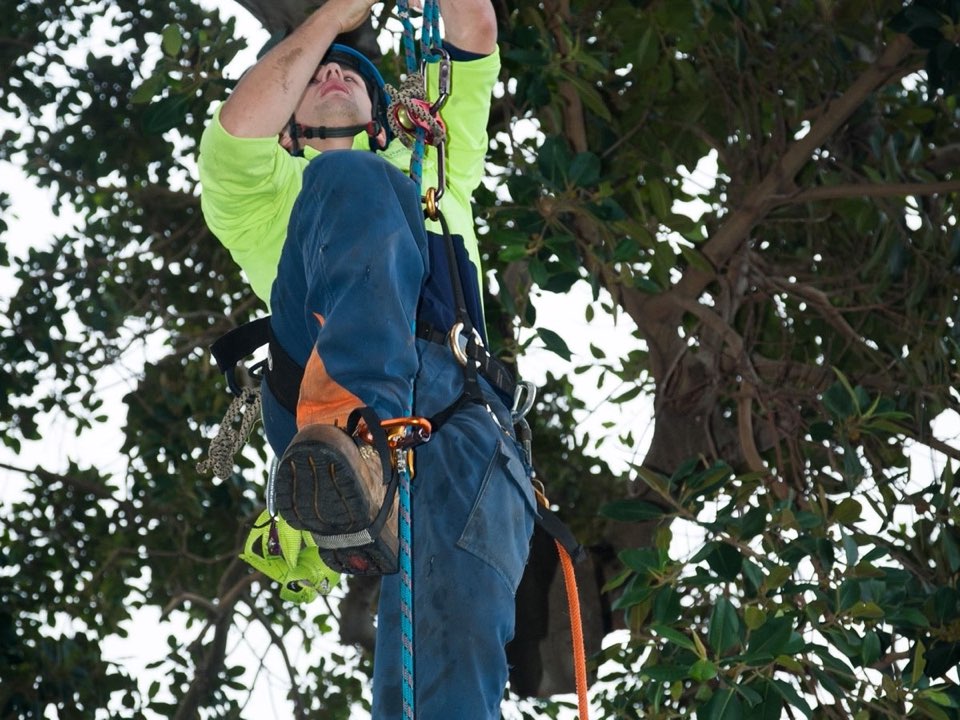 Qualified arborist working in a mature tree during a risk assessment in Lancashire